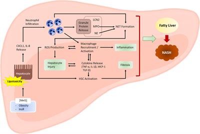 Role of Neutrophils in the Pathogenesis of Nonalcoholic Steatohepatitis